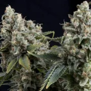 Auto Tutankhamon – Pyramid Seeds – Autoflowering