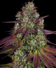 Mimosa Evo