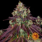 Mimosa Evo