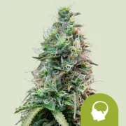 Amnesia Haze Automatic – Royal Queen Seeds – Autoflowering