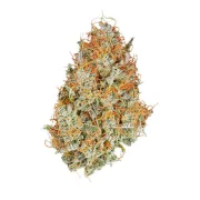 Amnesia Haze Automatic – Royal Queen Seeds – Autoflowering