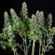 Blue Mystic