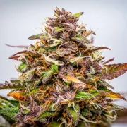 Bubble Kush Auto
