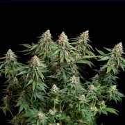 Bubble Kush