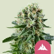 Critical Kush – Royal Queen Seeds – Feminisiert
