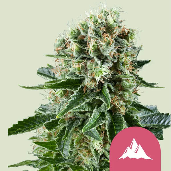 Critical Kush – Royal Queen Seeds – Feminisiert