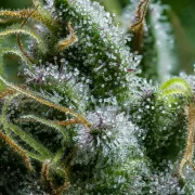 Diesel Auto