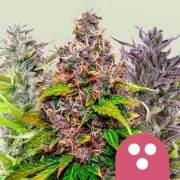 Feminisiert Mix – Royal Queen Seeds – Feminisiert
