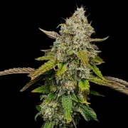 Haze Berry