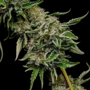 Lemon Shining Silver Haze