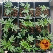 Glue Gelato Auto – Barneys Farm – Autoflowering