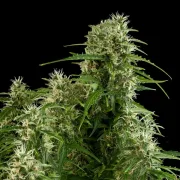 Northern Light Auto