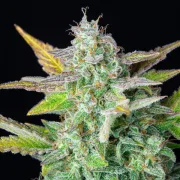 Quick One Auto – Royal Queen Seeds – Autoflowering