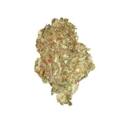 Quick One Auto – Royal Queen Seeds – Autoflowering