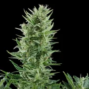 Quick One Auto – Royal Queen Seeds – Autoflowering