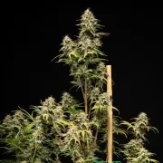 Royal Cheese Auto