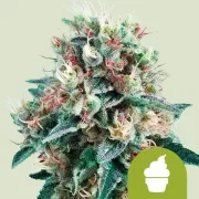 Royal Creamatic Auto – Royal Queen Seeds – Autoflowering