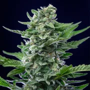 Royal Critical Auto