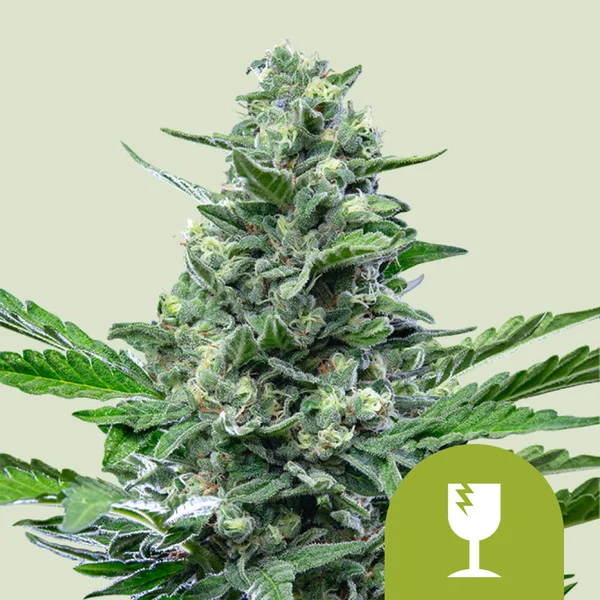Royal Critical Auto – Royal Queen Seeds – Autoflowering