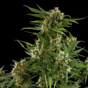 Royal Critical Auto