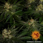 Gorilla Zkittlez