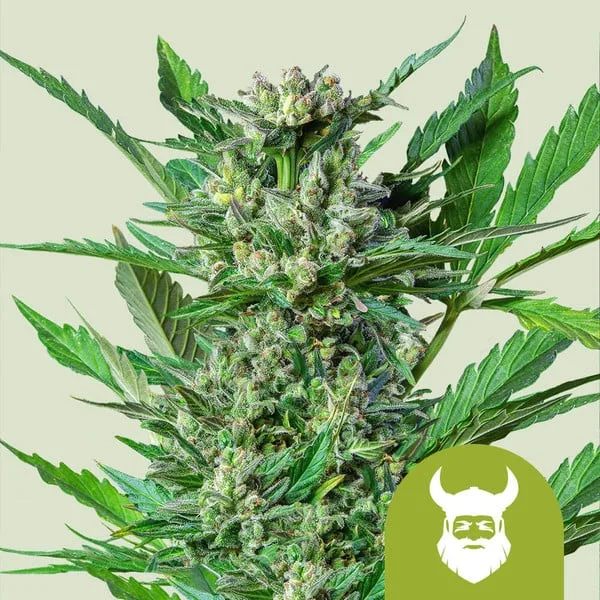 Royal Dwarf Auto – Royal Queen Seeds – Autoflowering