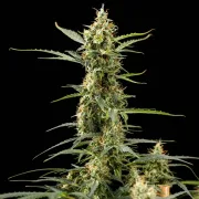 Royal Kush Auto
