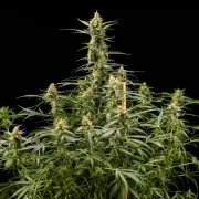 Royal Kush Auto