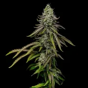 Special Kush #1
