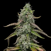 Special Kush #1