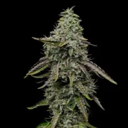 Special Kush #1