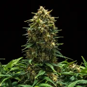 Sweet Skunk Auto