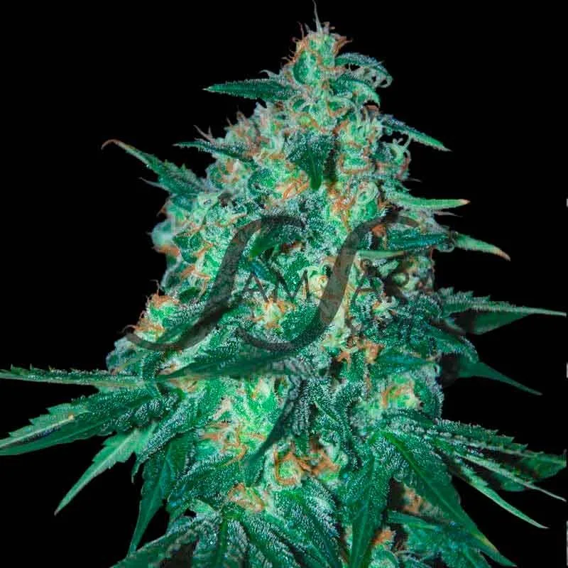 Jekyll Passion – Samsara Seeds – Feminisiert