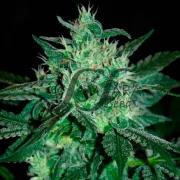 Spicy White Devil – Samsara Seeds – Feminisiert