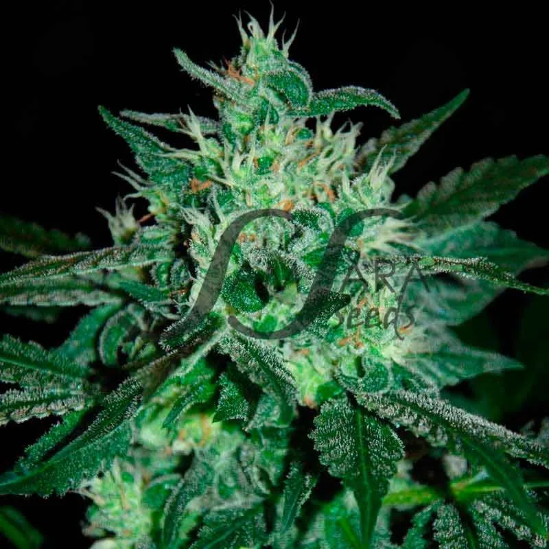 Spicy White Devil – Samsara Seeds – Feminisiert
