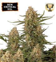 BCN Critical XXL – Seed Stockers – Feminisiert