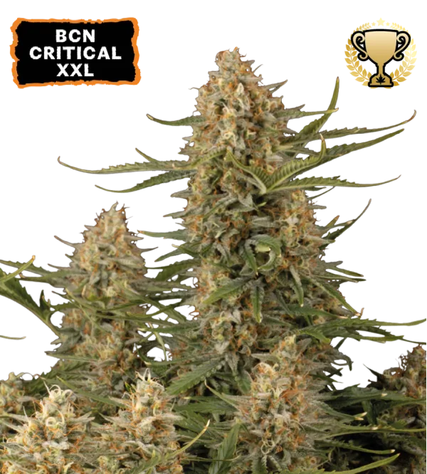 BCN Critical XXL – Seed Stockers – Feminisiert