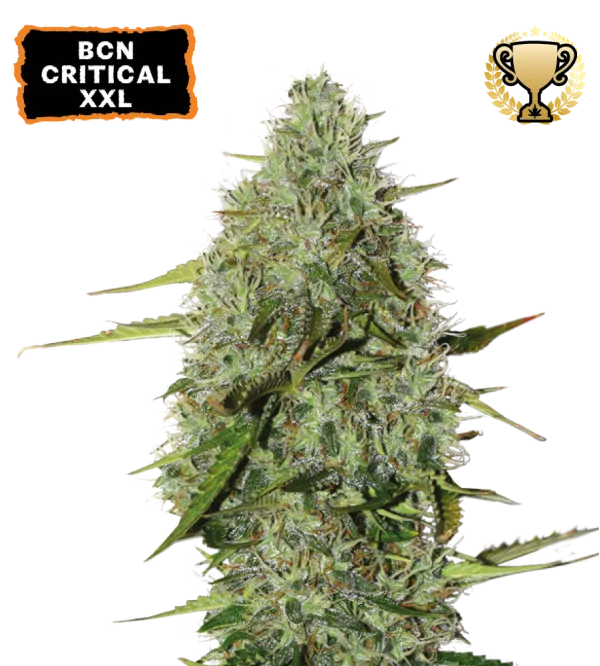 BCN Critical XXL Auto – Seed Stockers – Autoflowering