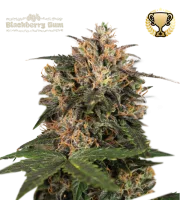 Blackberry Gum – Seed Stockers – Feminisiert
