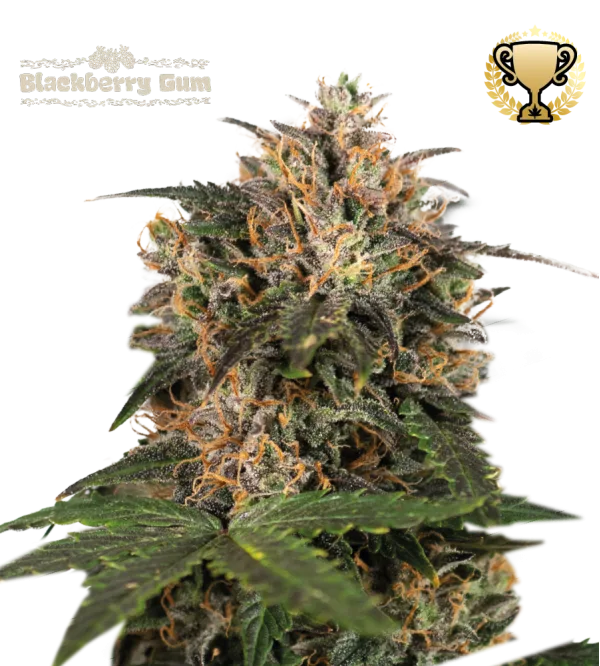 Blackberry Gum – Seed Stockers – Feminisiert