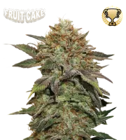 Fruit Cake – Seed Stockers – Feminisiert