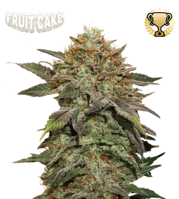 Fruit Cake – Seed Stockers – Feminisiert