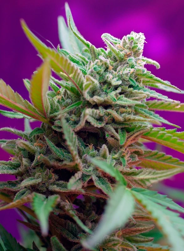 Black Jack Auto – Sweet Seeds – Herstellerbild