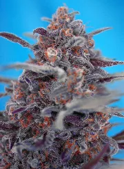 Devil Cream Auto – Sweet Seeds – Herstellerbild