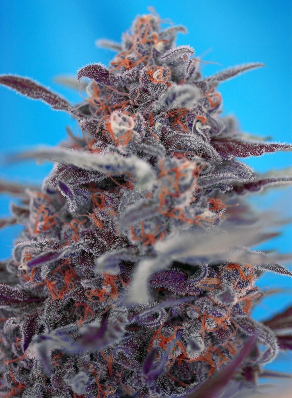 Devil Cream Auto – Sweet Seeds – Herstellerbild
