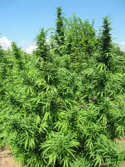Bangi Haze – Ace Seeds – Herstellerbild
