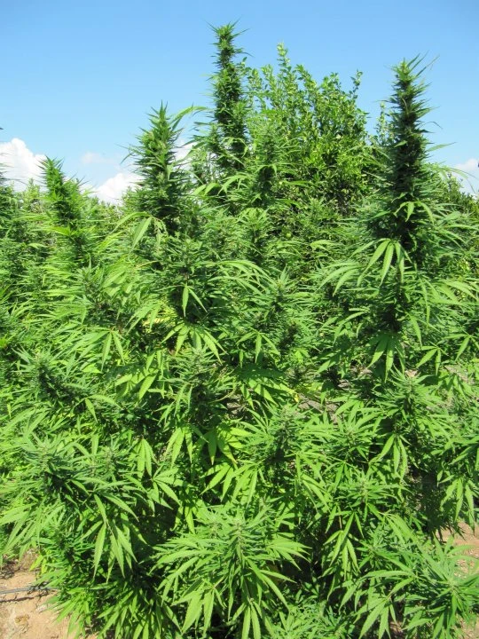 Bangi Haze – Ace Seeds – Herstellerbild