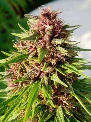 Erdpurt – Ace Seeds – Herstellerbild