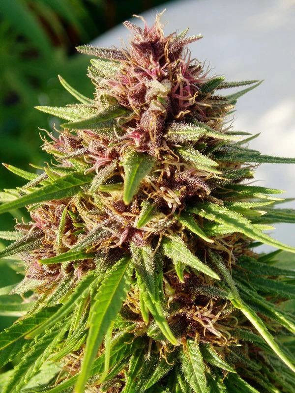 Erdpurt – Ace Seeds – Herstellerbild