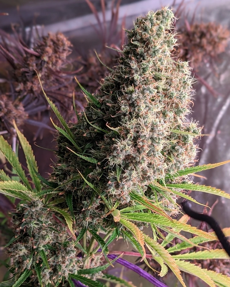 Golden Tiger – Ace Seeds – Herstellerbild